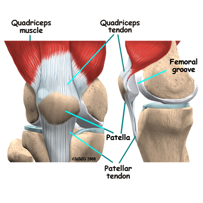 patella muscle
