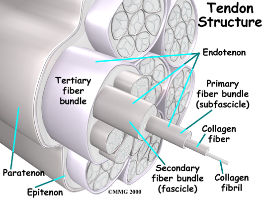 Physical Therapy in Binghamton for Posterior Tibial Tendon Problems