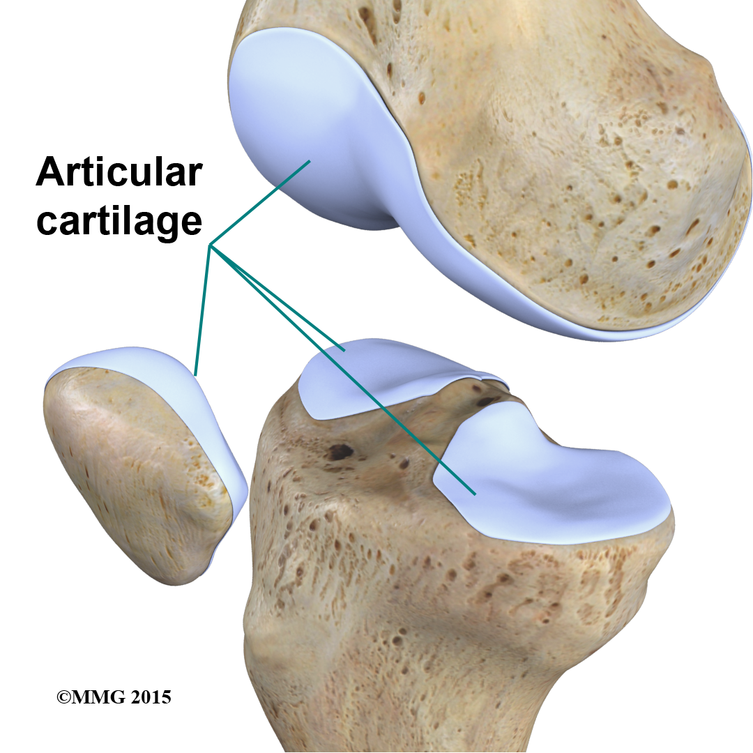 Physical Therapy in Buffalo for Knee Anatomy