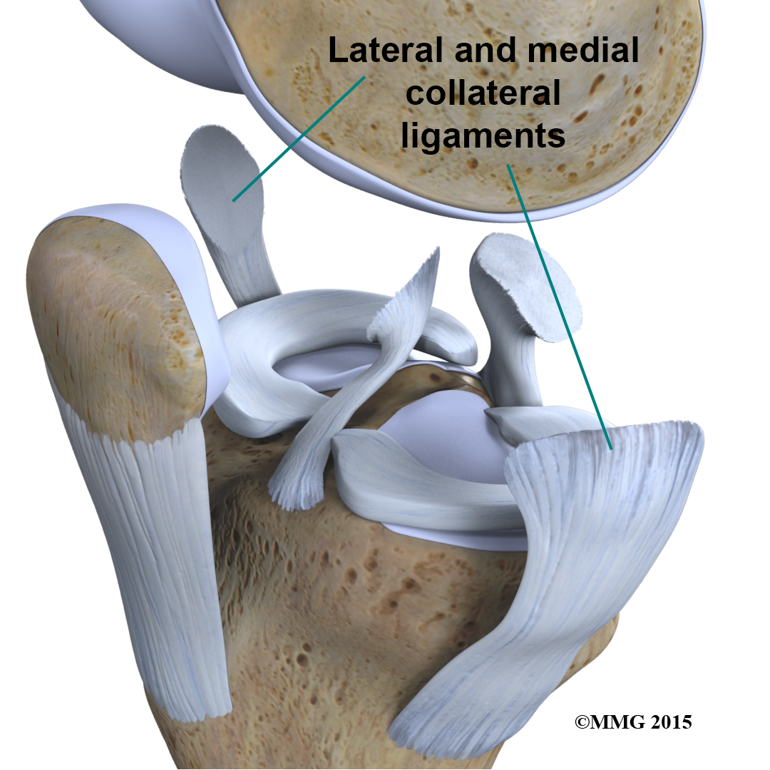 Physical Therapy in Buffalo for Knee Anatomy