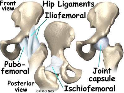 Physical Therapy in Colonia for Hip - Anatomy