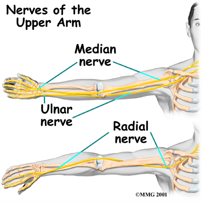 Physical Therapy In Columbia For Shoulder Anatomy