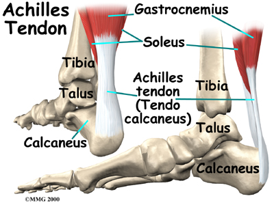 Physical Therapy in Columbia for Ankle Pain - Anatomy