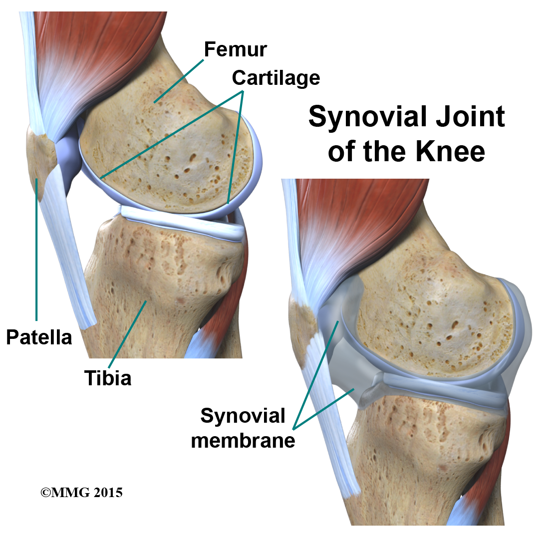 Physical Therapy In Columbia For Knee Anatomy