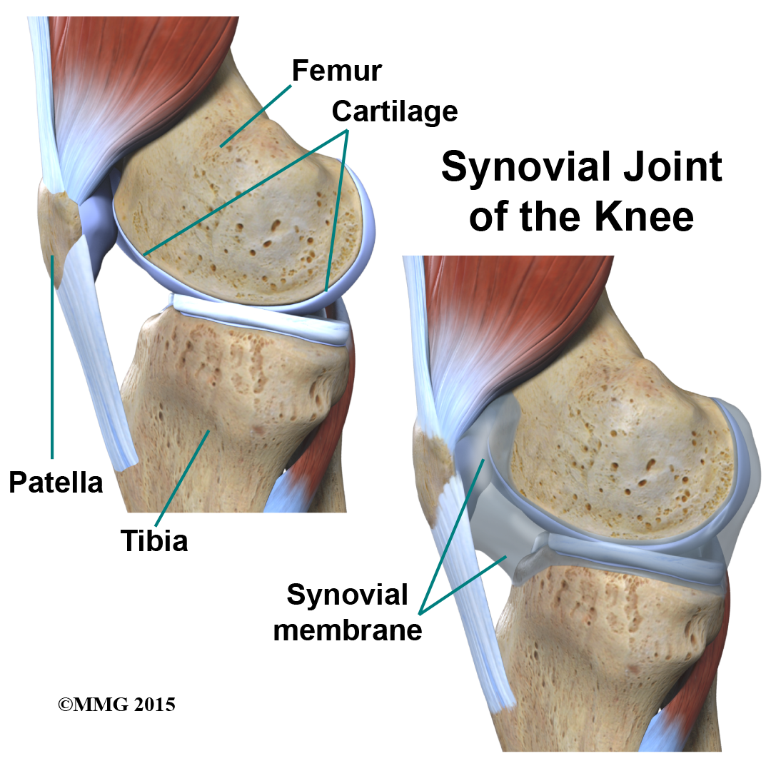 The Knee Joint Anatomy