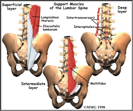 Lower Back Anatomy Female Anatomy Drawing Diagram