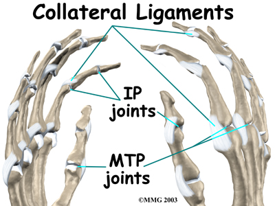 Physical Therapy in Ellenton for Hand - Anatomy