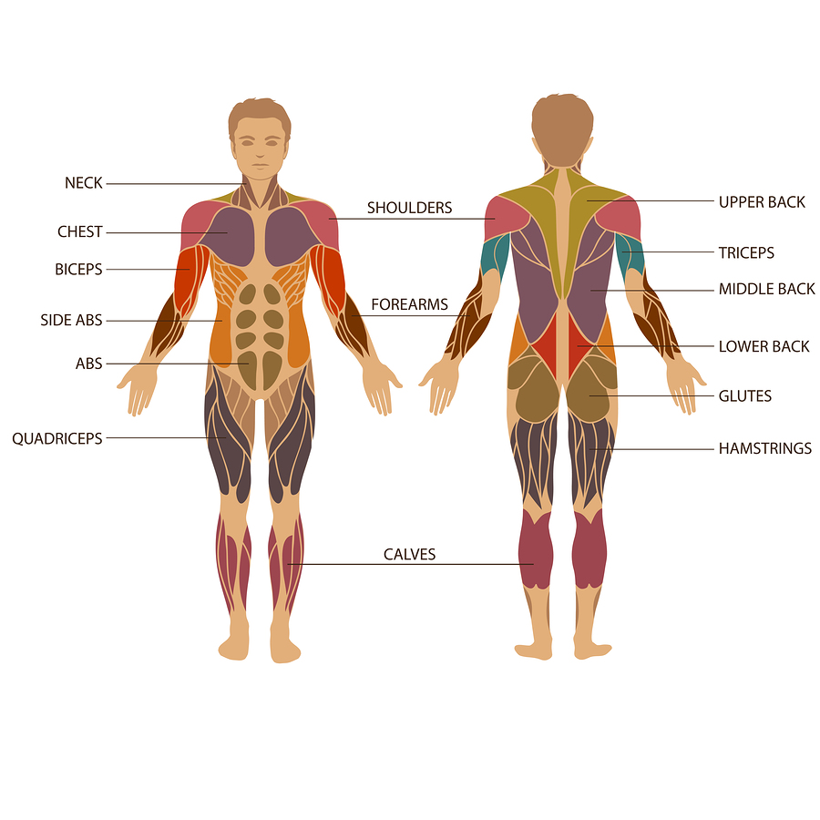 Physical Therapy In Grove City For Muscle Injury Strains