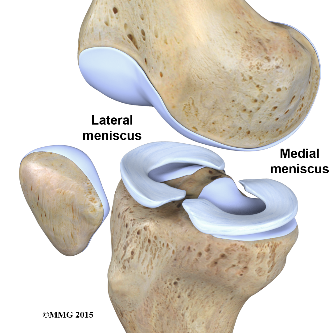 Knee Anatomy Chart