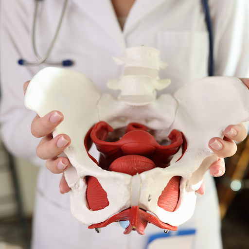What Is Pelvic Therapy and How Does It Benefit Me? Colorado Therapists Explain