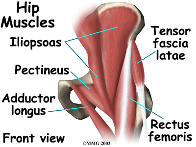 Physical Therapy In Raleigh For Hip Anatomy