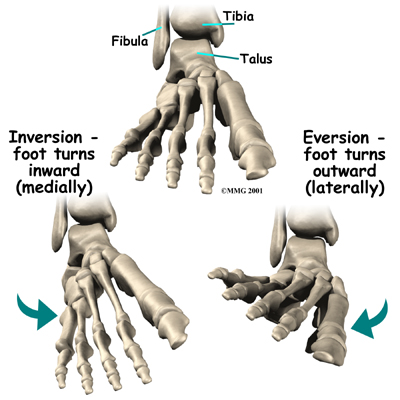 Physical Therapy in Erie for Foot - Anatomy