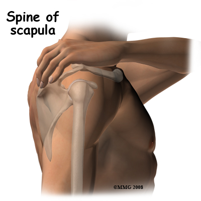 Physical Therapy In Windber For Shoulder Pain Adult Fractures