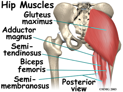 Muscles In Hip Area - Massage For Hip Pain Gluteus Medius Minimus / The